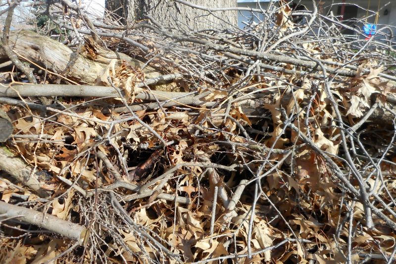 Backyard Cleanup detail