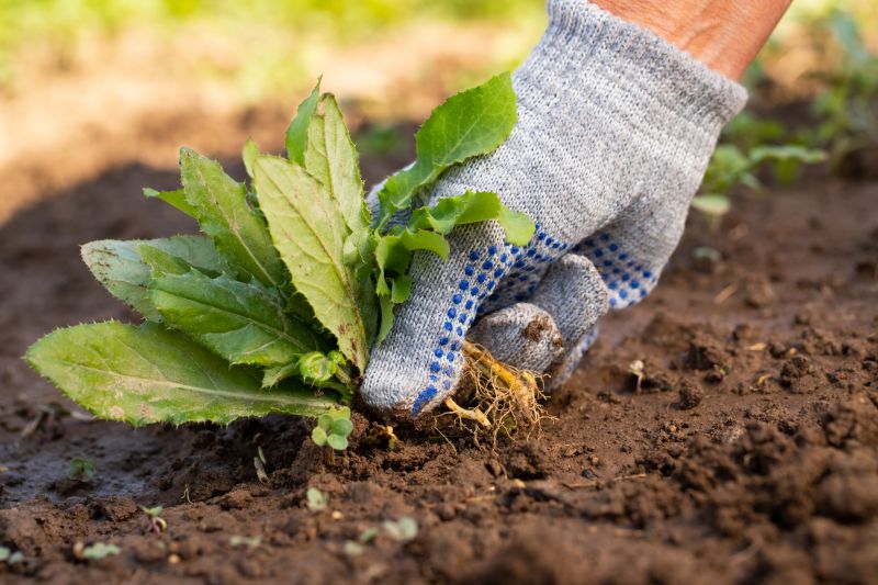 Weeding Service in Aiken, SC